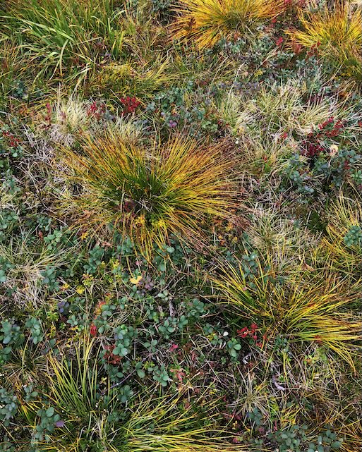 Nahansicht eines Grasbodens mit verschiedenen Pflanzenarten wie Grasbüschel mit gelben Seiten, ein grünes Kraut mit roten Beeren